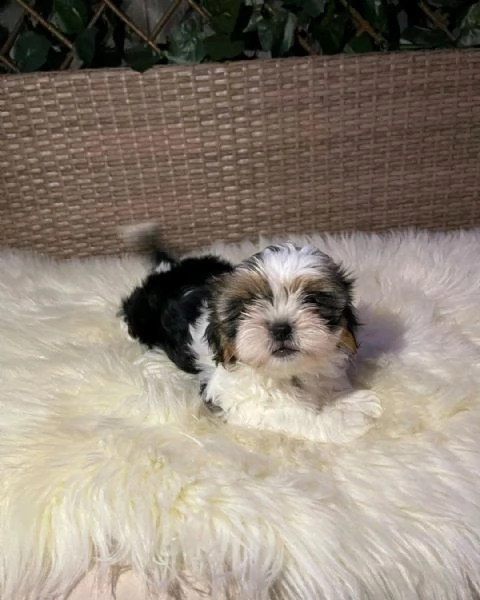 Regala i nostri cuccioli di Shitzu maschio e femmina | Foto 2
