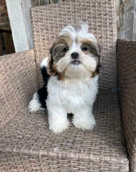 Regala i nostri cuccioli di Shitzu maschio e femmina