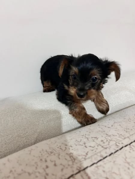 Regala i nostri cuccioli di Yorkshire maschio e femmina | Foto 2