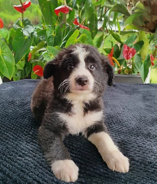 Regala i nostri cuccioli di Border Collie maschio e femmina | Foto 2
