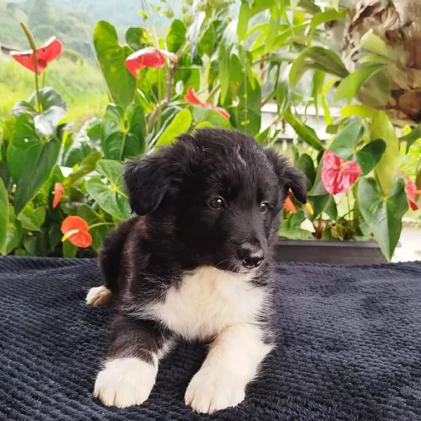 Regala i nostri cuccioli di Border Collie maschio e femmina | Foto 0
