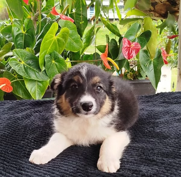 Regala i nostri cuccioli di Border Collie maschio e femmina