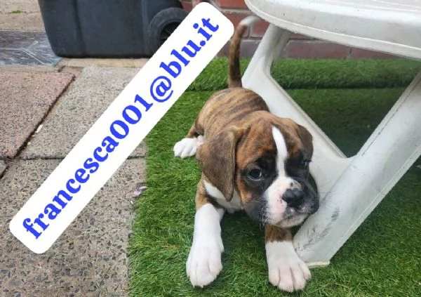 Regala i nostri cuccioli di Boxer maschio e femmina | Foto 2