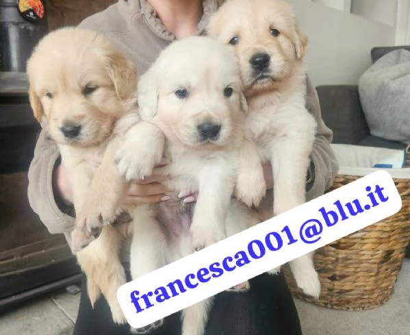 Regala i nostri cuccioli di Golden Retriever maschio e femmina | Foto 0