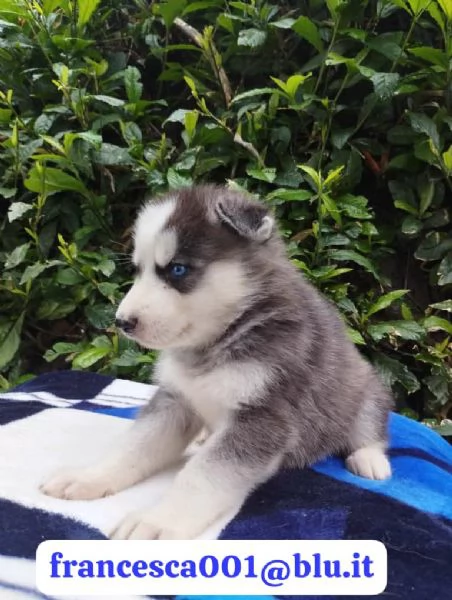 Regala i nostri cuccioli di Husky maschio e femmina | Foto 2