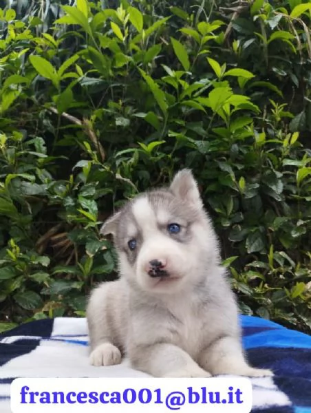 Regala i nostri cuccioli di Husky maschio e femmina | Foto 0
