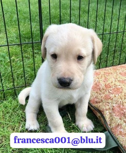 Regala i nostri cuccioli di Labrador maschio e femmina | Foto 2