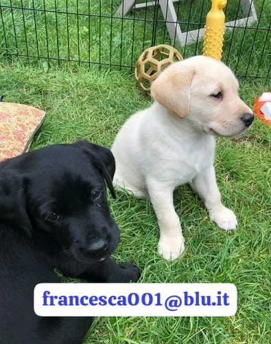 Regala i nostri cuccioli di Labrador maschio e femmina | Foto 1