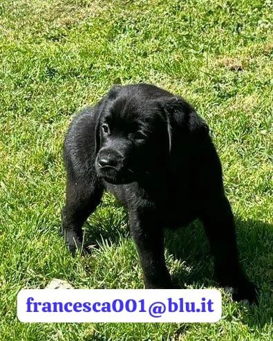 Regala i nostri cuccioli di Labrador maschio e femmina | Foto 0