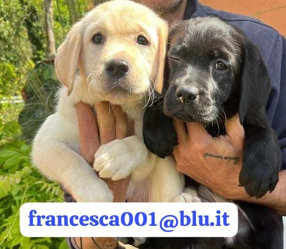 Regala i nostri cuccioli di Labrador maschio e femmina