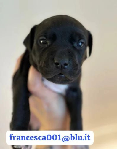 Regala i nostri cuccioli di Pitbull maschio e femmina | Foto 2