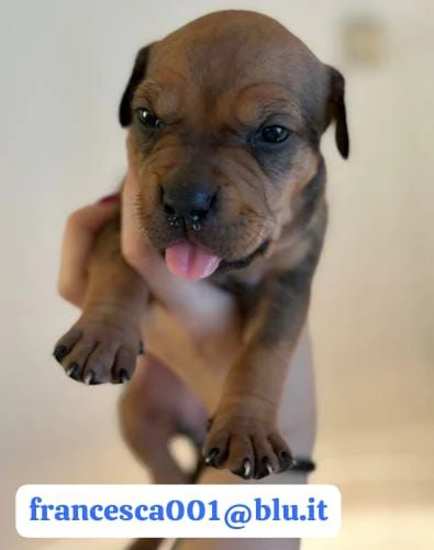 Regala i nostri cuccioli di Pitbull maschio e femmina | Foto 1