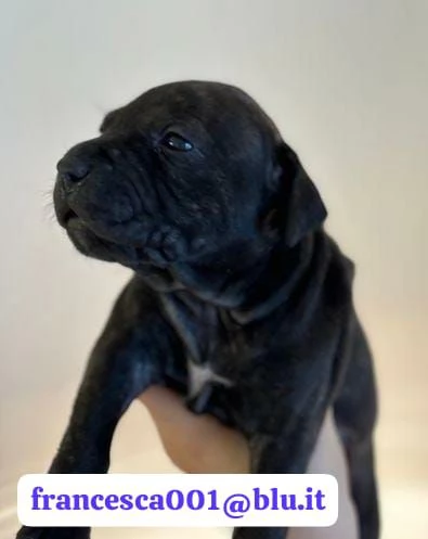 Regala i nostri cuccioli di Pitbull maschio e femmina | Foto 0