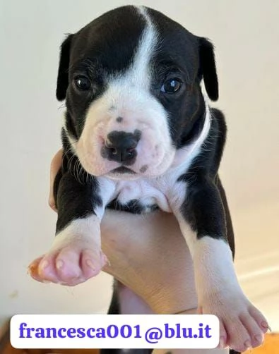 Regala i nostri cuccioli di Pitbull maschio e femmina