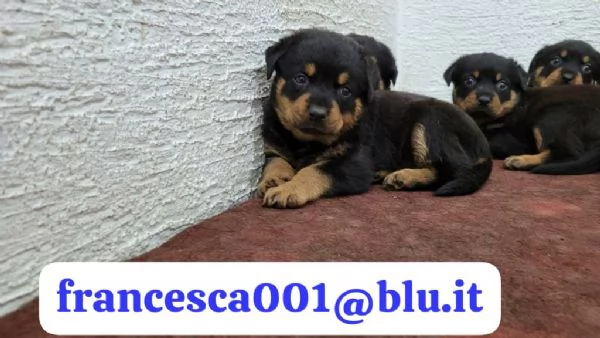 Regala i nostri cuccioli di Rottweiler maschio e femmina | Foto 2