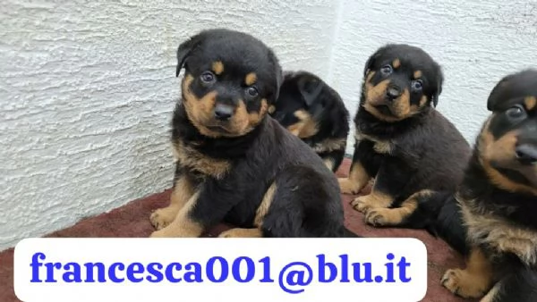 Regala i nostri cuccioli di Rottweiler maschio e femmina | Foto 1