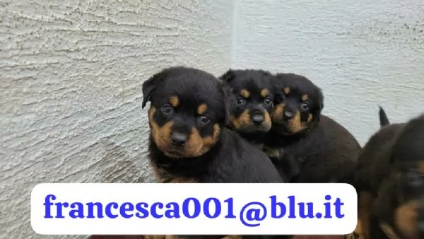 Regala i nostri cuccioli di Rottweiler maschio e femmina