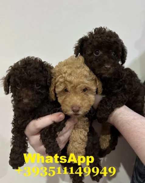  bellissimi cuccioli di barboncino maschio e femmina | Foto 1