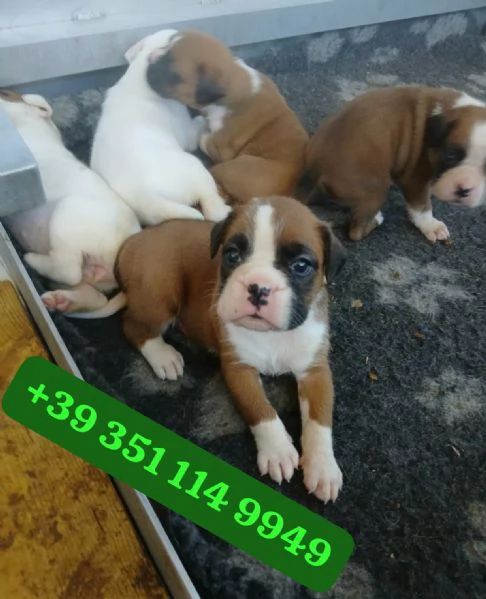 Regalo bellissimi cuccioli di Boxer maschio e femmina | Foto 0