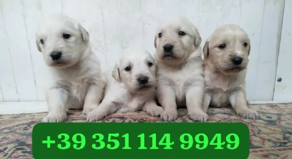 Regalo bellissimi cuccioli di Golden Retriever maschio e femmina