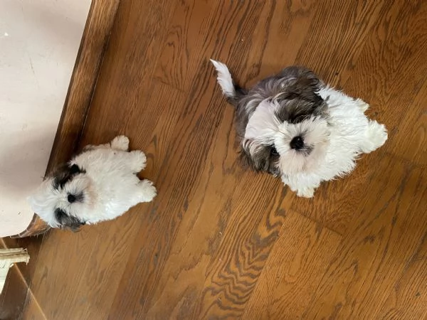 Cuccioli di shihtzu 