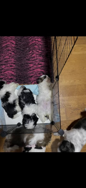 Cuccioli di shihtzu  | Foto 4