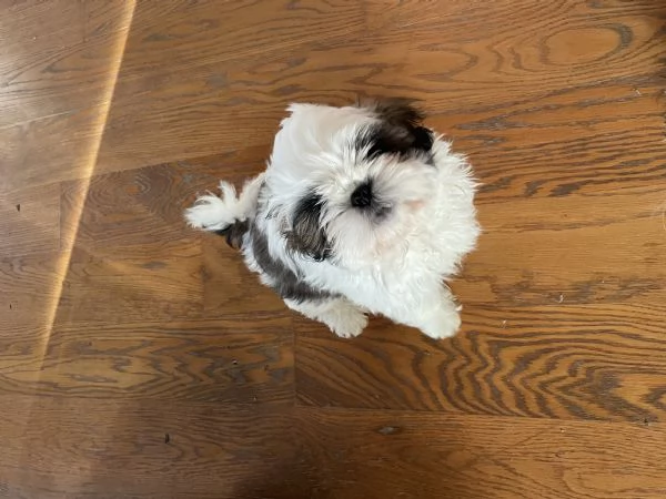 Cuccioli di shihtzu  | Foto 3