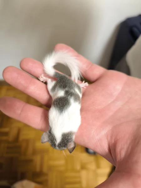 MINIGHIRI AFRICANI ANIMALI ESOTICI