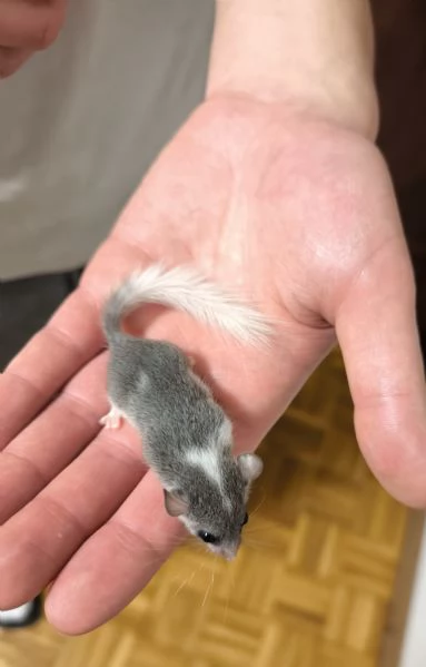 MINIGHIRI AFRICANI ANIMALI ESOTICI | Foto 3