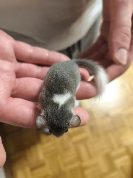 MINIGHIRI AFRICANI ANIMALI ESOTICI | Foto 1