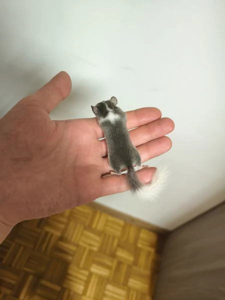 MINIGHIRI AFRICANI ANIMALI ESOTICI | Foto 0