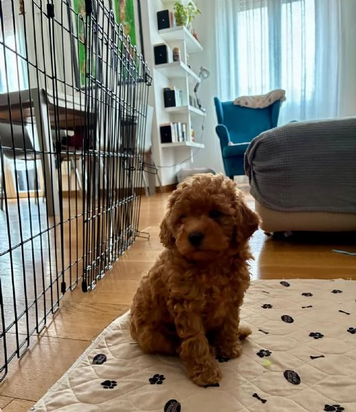 Splendido barboncino toy red