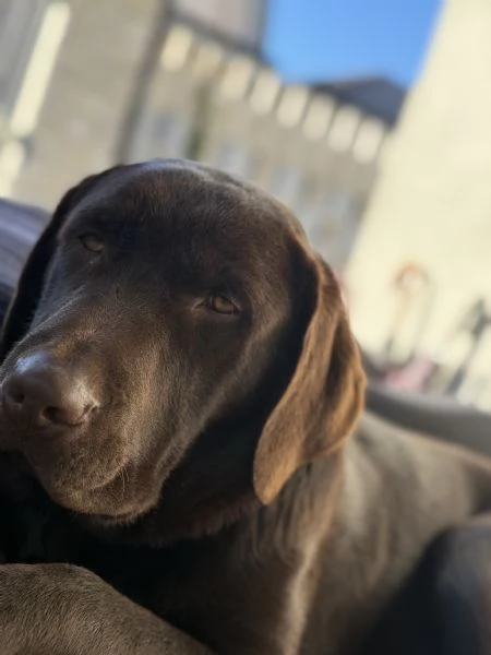 Labrador chocolate | Foto 0