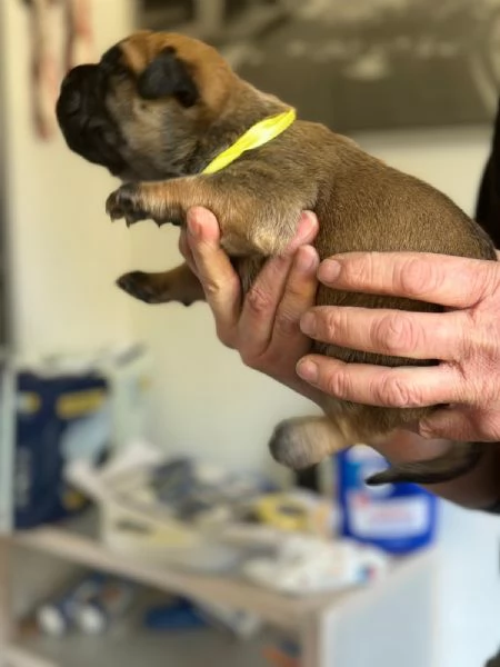Nuova cucciolata Bullmastiff