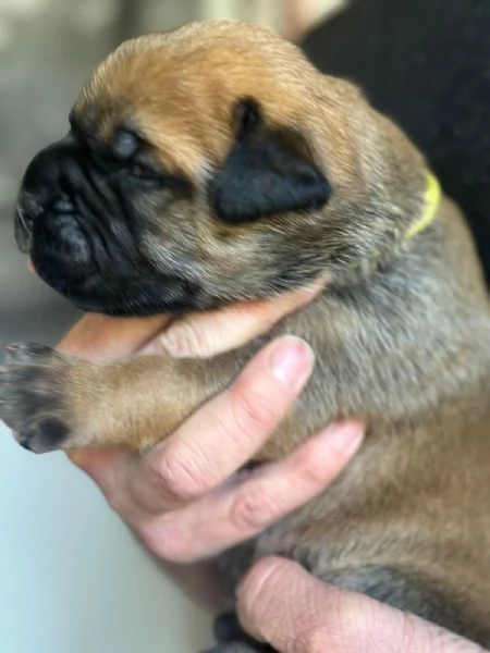 Nuova cucciolata Bullmastiff | Foto 4
