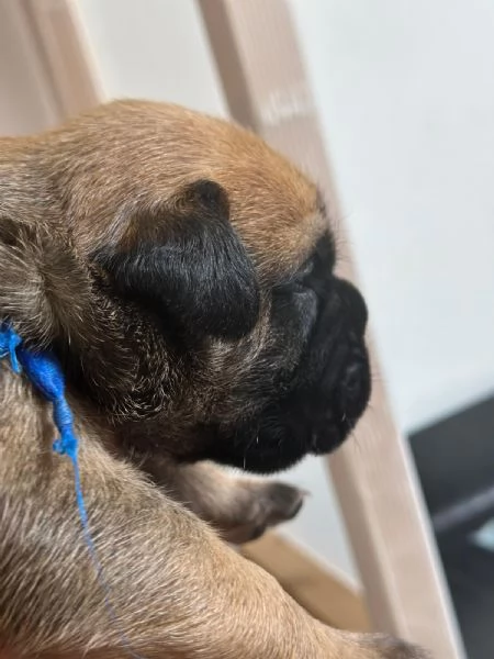 Nuova cucciolata Bullmastiff | Foto 3