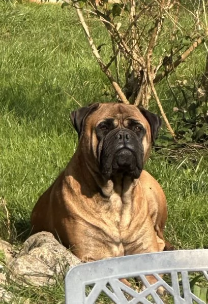 Nuova cucciolata Bullmastiff