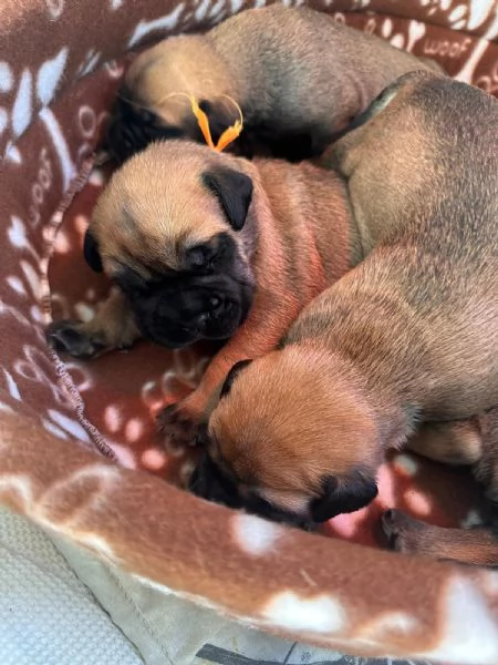 Nuova cucciolata Bullmastiff | Foto 1