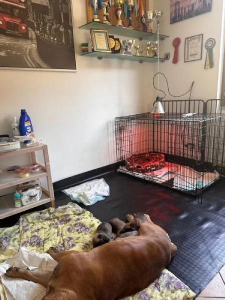 Nuova cucciolata Bullmastiff | Foto 0