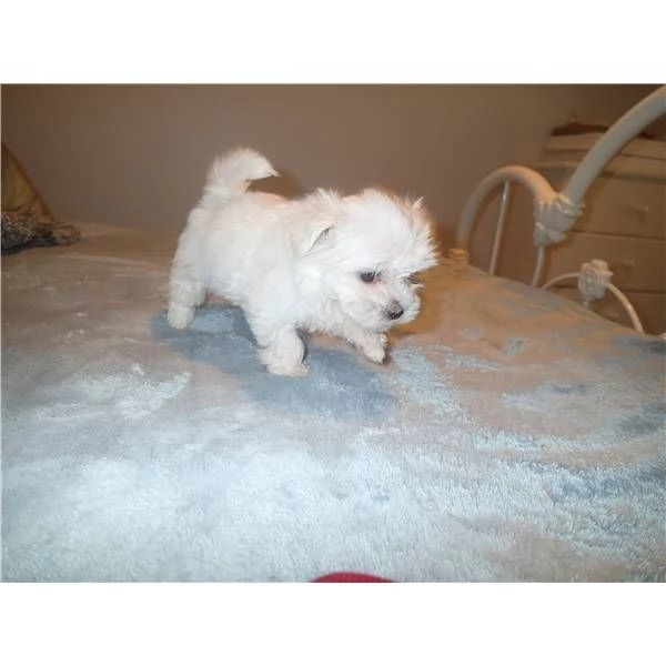  CUCCIOLI DI MALTESE MINI TOY