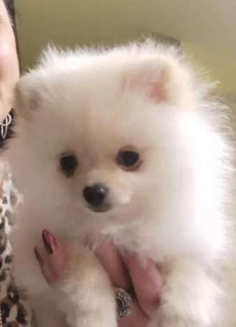 Splendidi cuccioli di Pomerania con pedigree | Foto 0