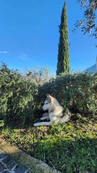 Cucciola Cane Lupo Cecoslovacco