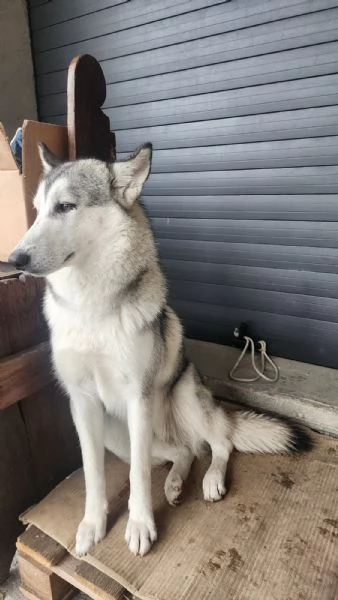 Cucciola Cane Lupo Cecoslovacco | Foto 1