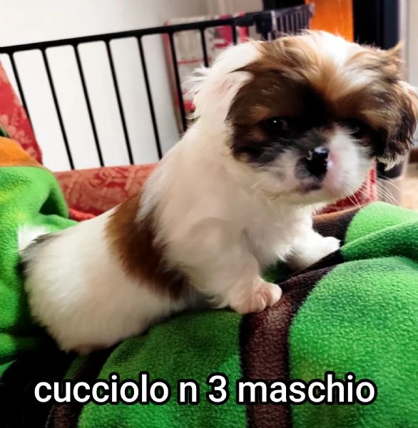Bellissimi cuccioli cercano tanto amore e una nuova casa 