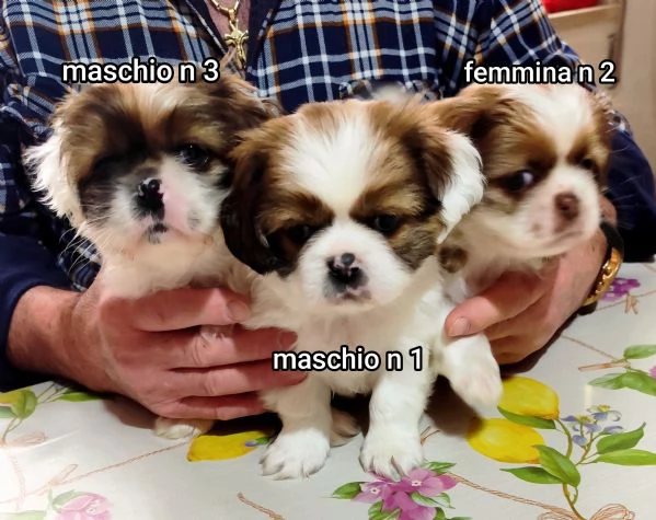 Bellissimi cuccioli cercano tanto amore e una nuova casa  | Foto 6