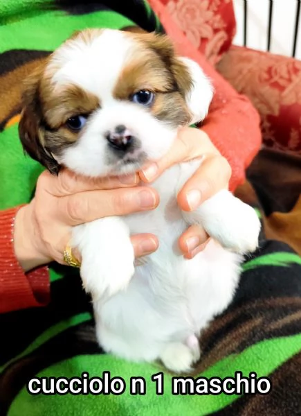 Bellissimi cuccioli cercano tanto amore e una nuova casa  | Foto 5