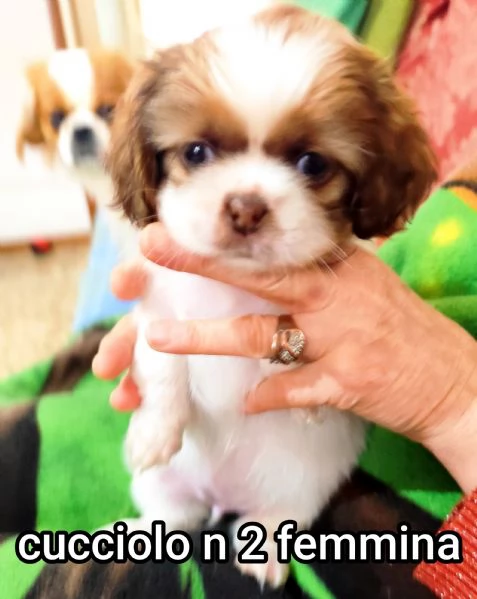 Bellissimi cuccioli cercano tanto amore e una nuova casa  | Foto 4