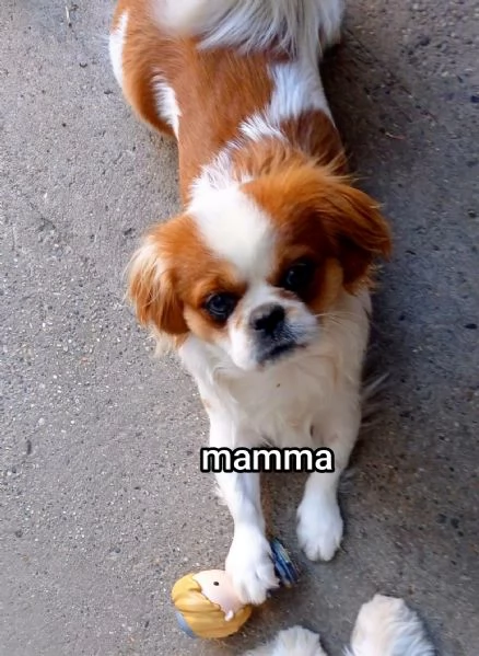 Bellissimi cuccioli cercano tanto amore e una nuova casa  | Foto 2