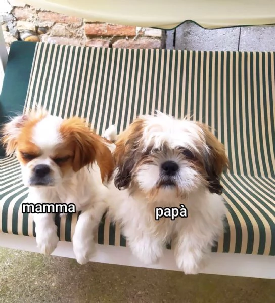 Bellissimi cuccioli cercano tanto amore e una nuova casa  | Foto 1