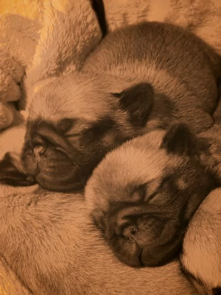 Cuccioli di carlino in vendita  | Foto 2